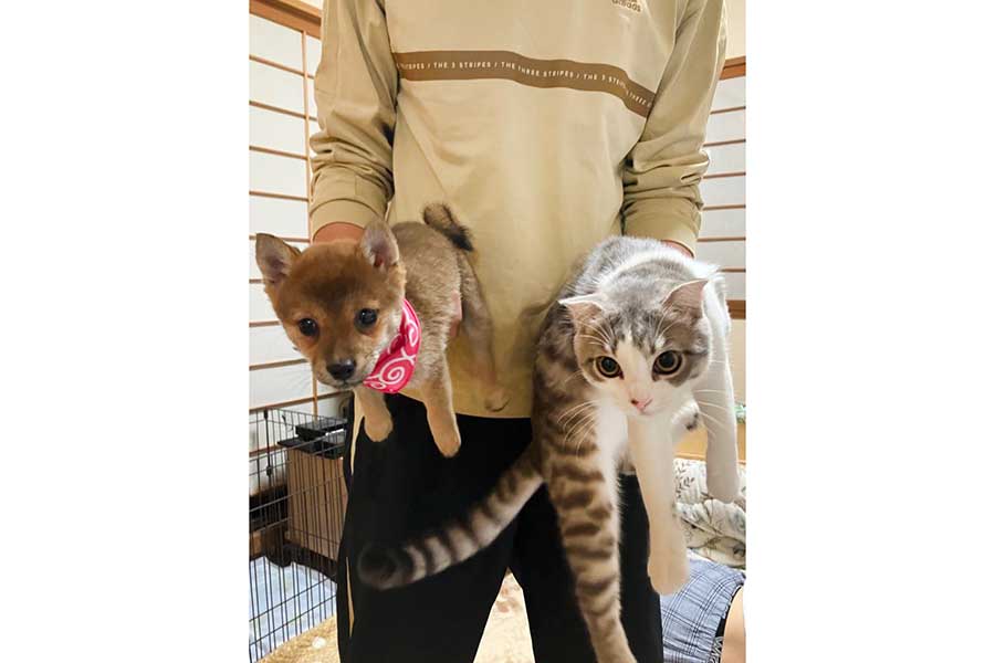 飼い主さんに“逮捕”された（左から）メイちゃんとまるくん【写真提供：ナナまる（@shiba_nana7）さん】