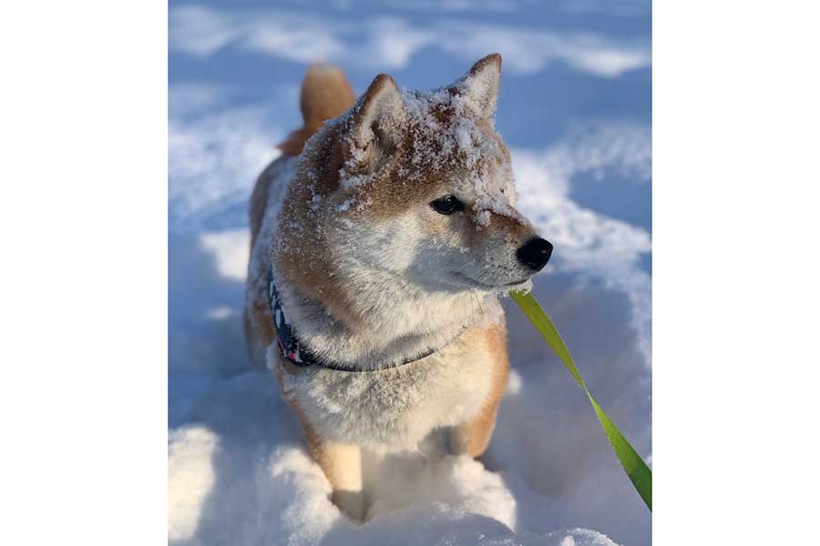 雪が大好きで1時間、雪と戯れた九ちゃん【写真提供：キュキュ（柴犬の九）（@gBETQs4FK71tz68）さん】