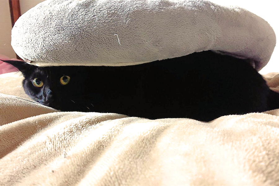 クッションの下に潜ったこんぶくん【写真提供：黒猫こんぶの飼い主（@konbu0330）さん】