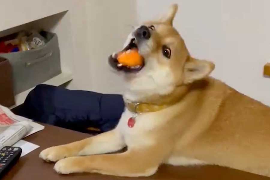 ボールを口でキャッチする柴犬（画像はスクリーンショット）