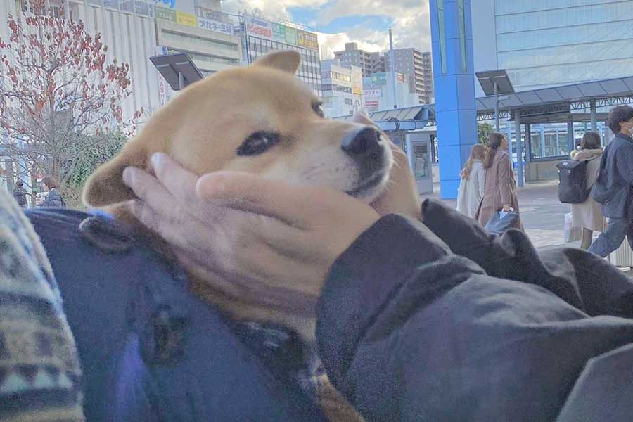 駅で“お兄ちゃん”を見送る柴犬【写真提供：福ちゃん（@fuku_shiba29）さん】