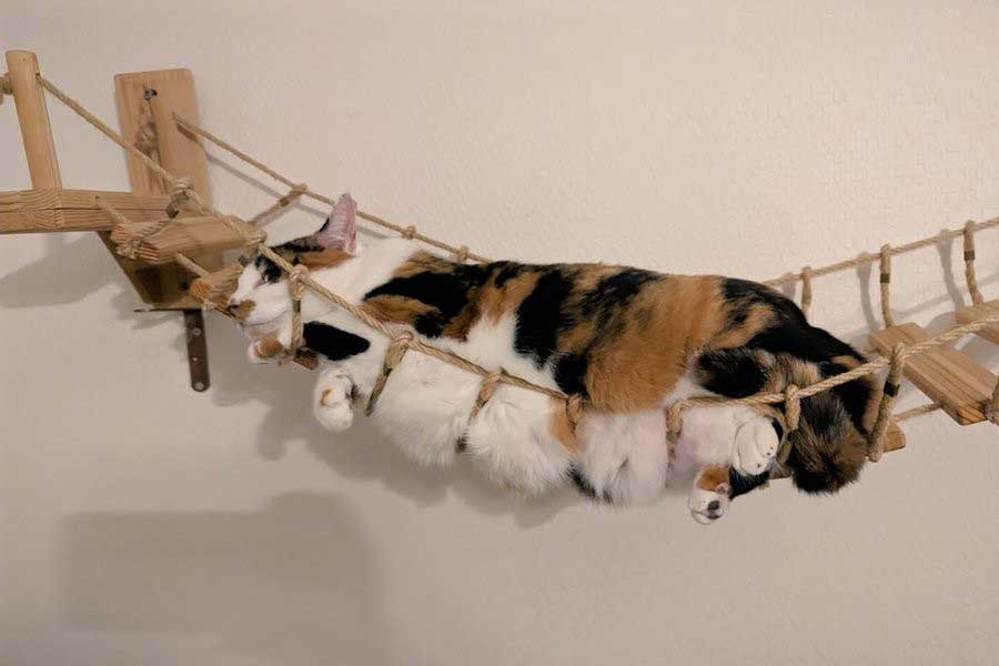 つり橋で寝転ぶ飼い猫に「ハム」の声が【写真提供：キャット奥田さん】