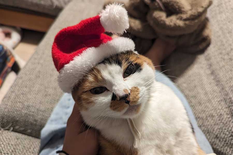 クリスマスのサンタ帽をかぶる猫の写真【写真提供：キャット奥田さん】