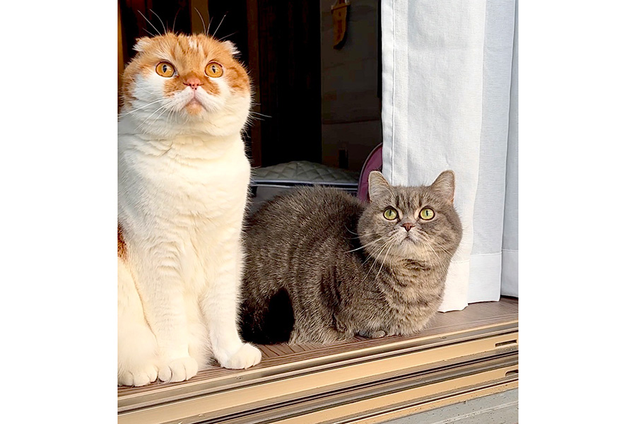 窓辺で仲良く“にゃるそっく”する、（右から）ひまりちゃんとむぎくん【写真提供：亀ぽま（@himaritomugi）さん】