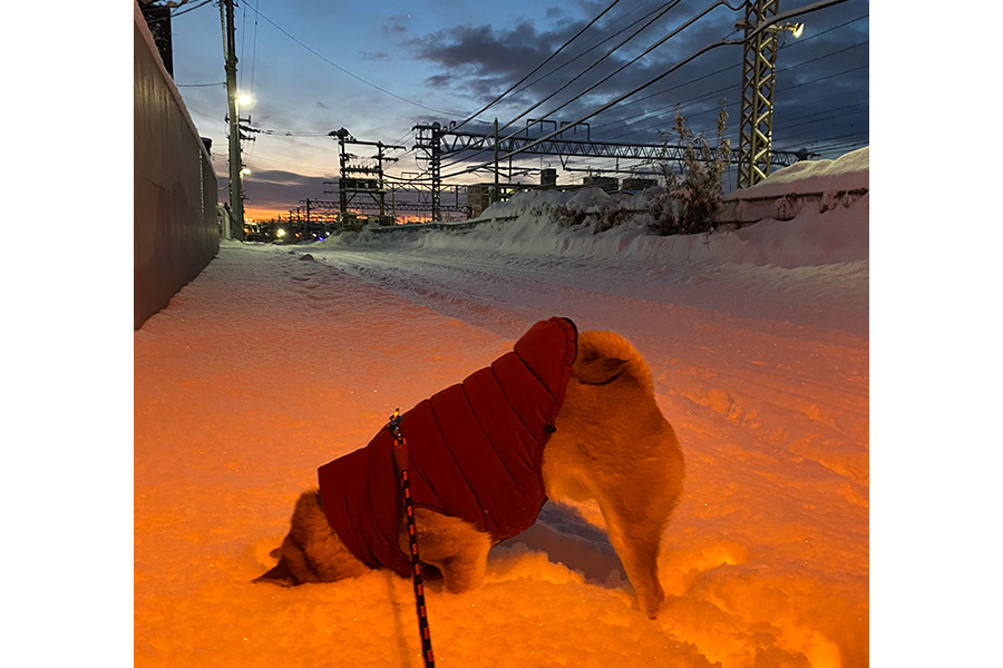 雪に顔を埋めるこむぎくん【写真提供：こむ犬(けん)/しば犬こむぎ（@8WpW5RcF9WCFJrQ）さん】