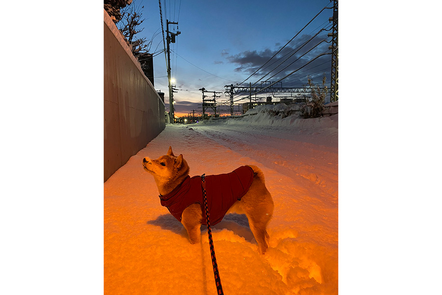 雪に顔を埋める直前、空を仰ぐこむぎくん【写真提供：こむ犬(けん)/しば犬こむぎ（@8WpW5RcF9WCFJrQ）さん】