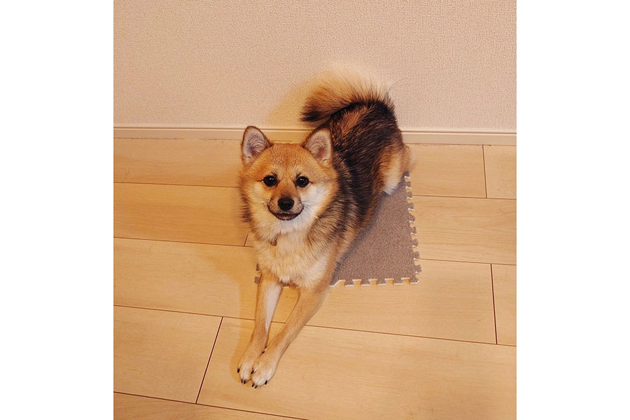 タイルカーペットを有効活用するおこげちゃん。寝そべって待つことも【写真提供：おこげ（@daisuki_okoge）さん】