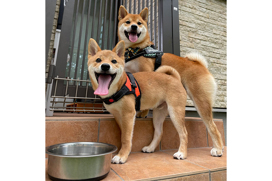 お友達と散歩を楽しむ（手前）ぼんたんくん【写真提供：【柴犬】文旦　ぼんたん | 1歳（@shiba_bontan）さん】