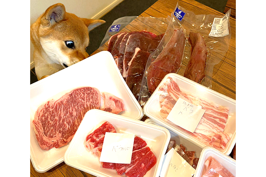 おいしそうな肉をガン見【写真提供：【柴犬】文旦　ぼんたん | 1歳（@shiba_bontan）さん】