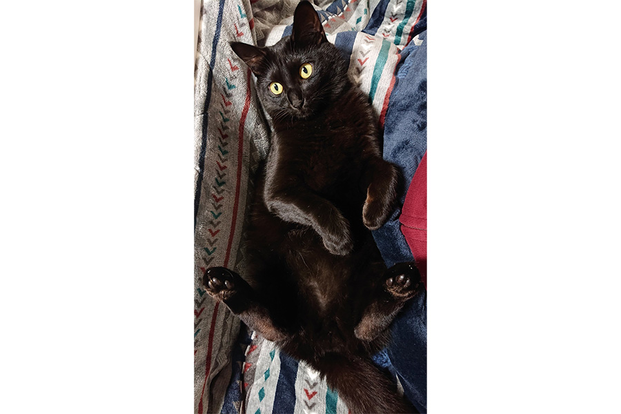 飼い主さんの膝の上でくつろぐこんぶくん【写真提供：黒猫こんぶの飼い主（@konbu0330）さん】