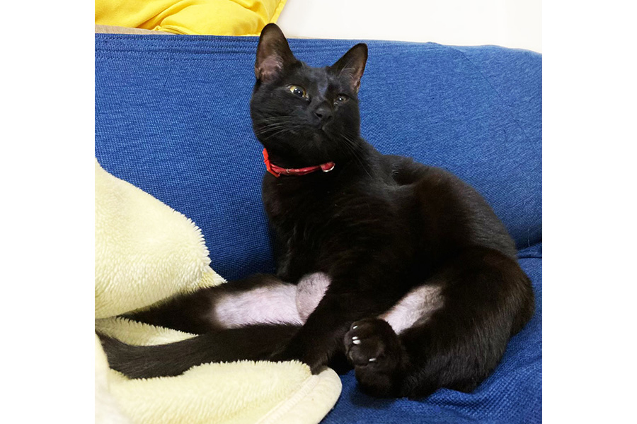 「ねこ」のモデルとなったねことしもべさんの愛猫・ジーナちゃん【写真提供：ねことしもべ（@nekotoshimobe）さん】