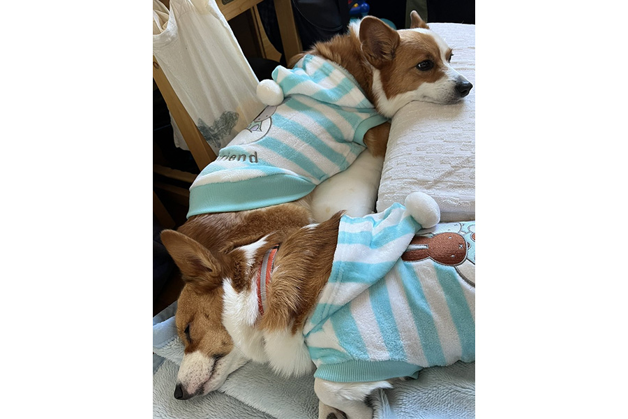 （上から）ここちゃんのおしりにぴったり寄り添って眠るゆにちゃん【写真提供：ここゆに（@corgi2516）さん】