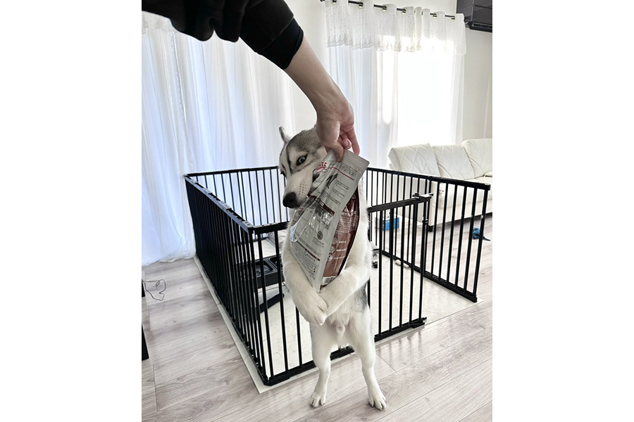 ごはんの袋を離さないハスキー犬【写真提供：Rose（ロゼ）シベリアンハスキー（@5rose_husky）さん】