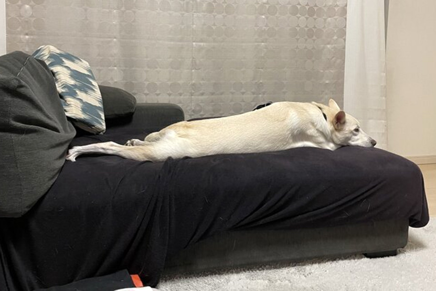 ソファーの上でびよーんと体を伸ばして寝そべるハクちゃん【写真提供：スシアザラシ（@aniriesuok）さん】