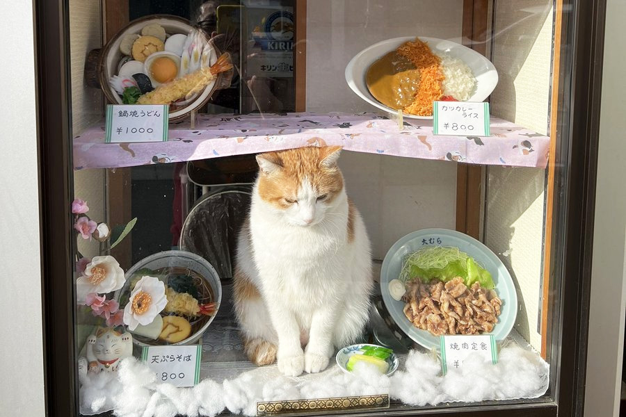 食品サンプルと並んだ元保護ねこがお出迎え 看板ねこがいるそば店に