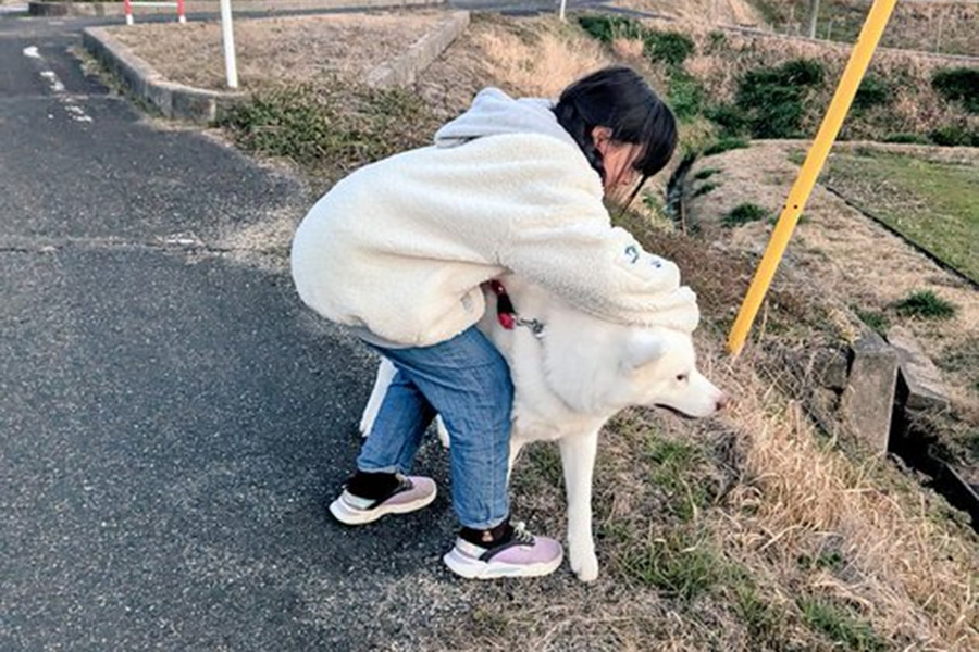 道路の端で車からこゆきちゃんを守る飼い主さんの次女【写真提供：秋田犬こゆきと愉快な仲間達（@kodomo4dog5）さん】