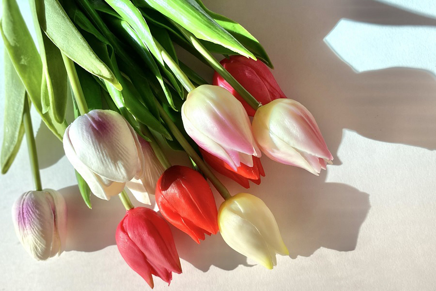 春の球根花、チューリップ（写真はイメージ）【写真：写真AC】