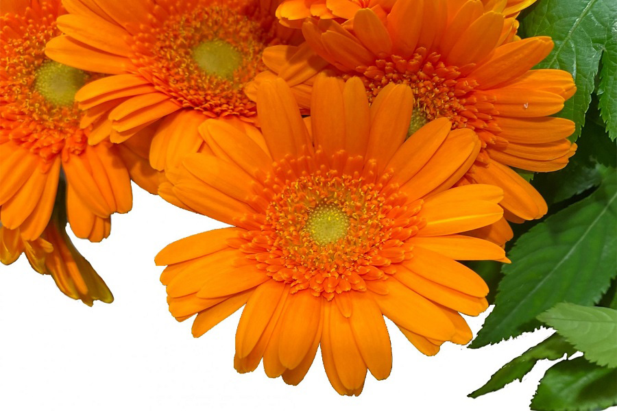 太陽のような花姿、ガーベラ（写真はイメージ）【写真：写真AC】