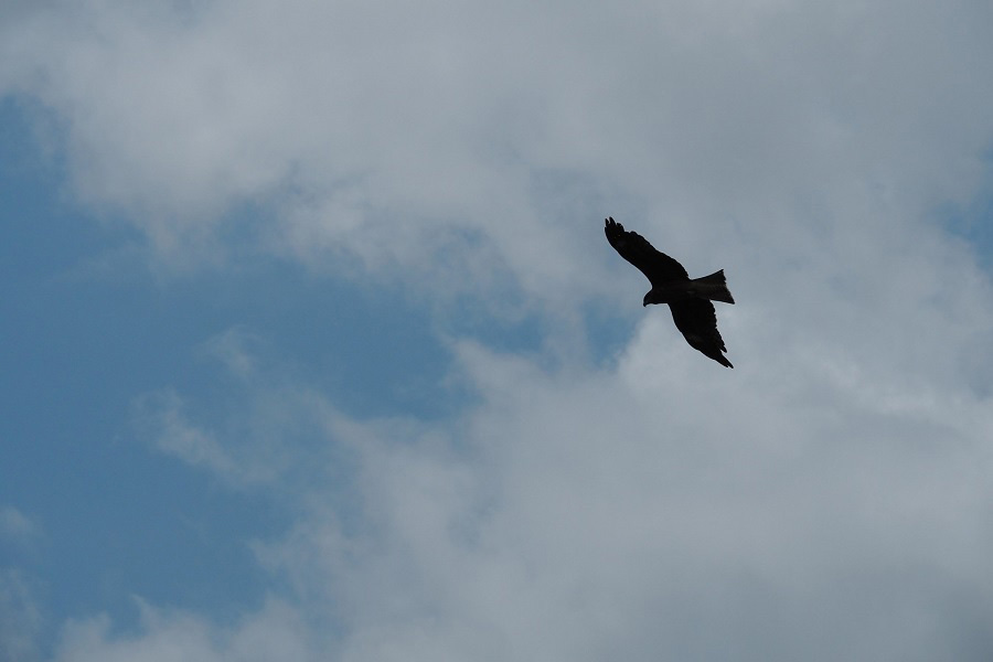 空高く飛ぶ鷹は「勝利の象徴」（写真はイメージ）【写真：写真AC】
