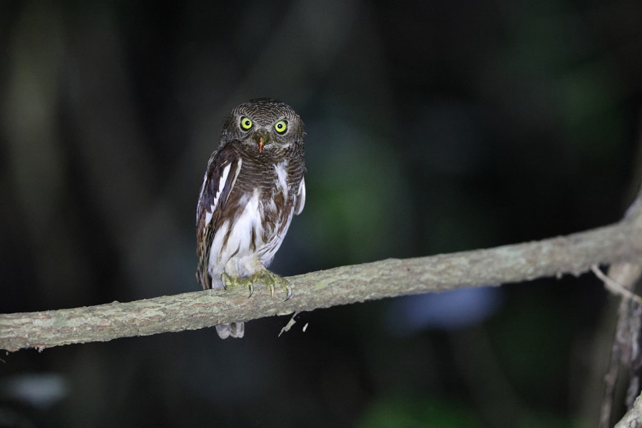 目利きの力があるフクロウ（写真はイメージ）【写真：写真AC】