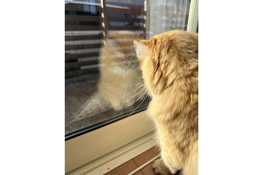寂しそうに窓際にじっと座っているネコの後ろ姿【写真提供：ネコランド（@NEKOLAND13）さん】