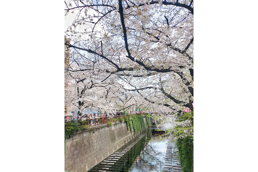都内屈指の桜の名所である目黒川の桜【写真：Hint-Pot編集部】