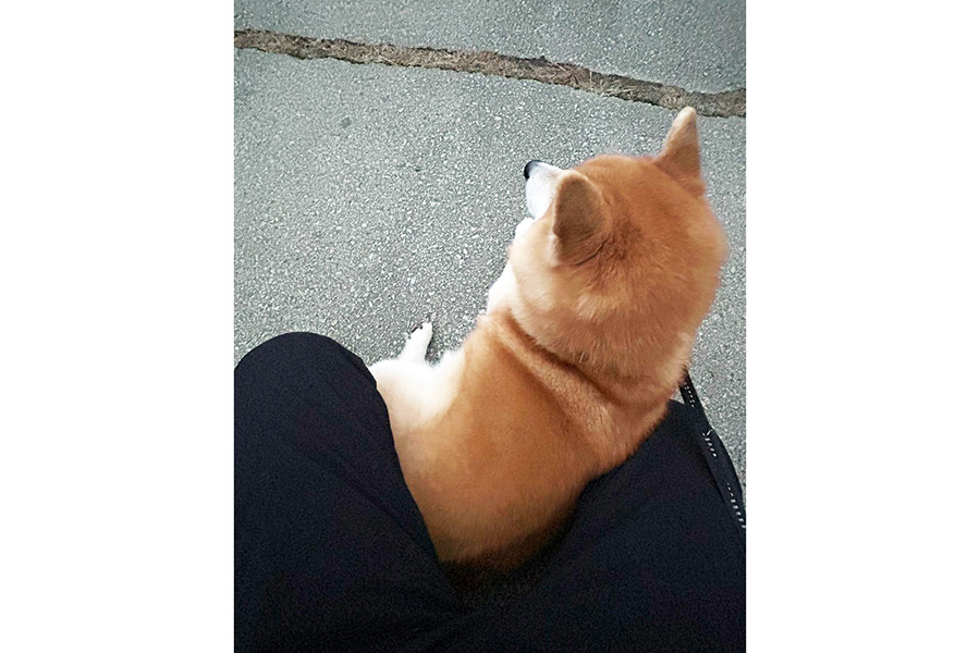 飼い主さんの足の間でぬくぬく温まる柴犬【写真提供：柴犬ちゃちゃ丸（@ChaChamaru_03）さん】