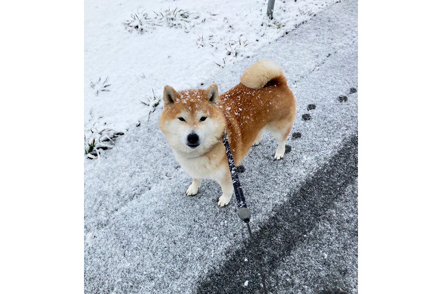 足跡もかわいい！　ちゃちゃ丸くんの雪の日のお散歩風景【写真提供：柴犬ちゃちゃ丸（@ChaChamaru_03）さん】