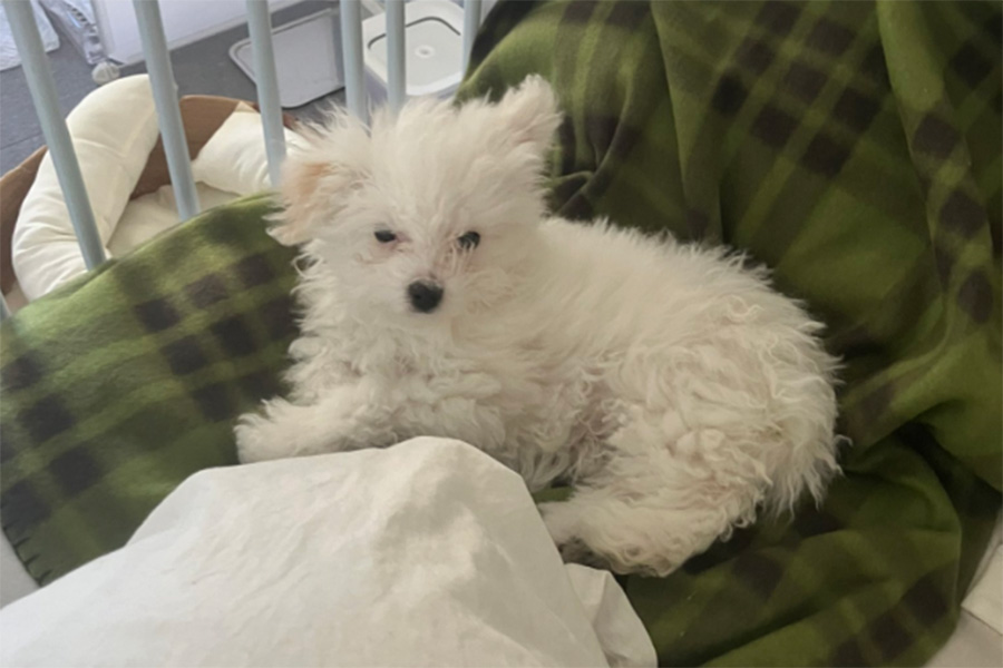 寝癖がついて少しボサボサなイタリア原産の小型犬ボロニーズ【写真提供：白く、柔らかな犬（@hokori_dog）さん】