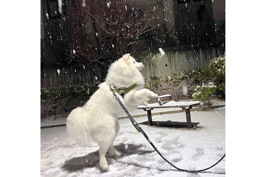 雪降る公園ではしゃぐダッツくん【写真提供：サモエドのダッツ（@samoyed_dazs）さん】