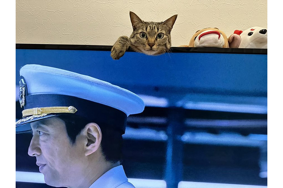 テレビの上から顔をのぞかせているネコ【写真提供：メープルさん】