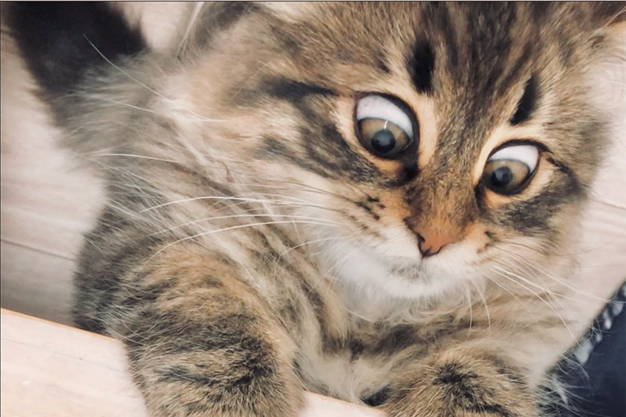 3枚目はシャイニング（笑）」 一度見たら忘れられない…表情豊かすぎる