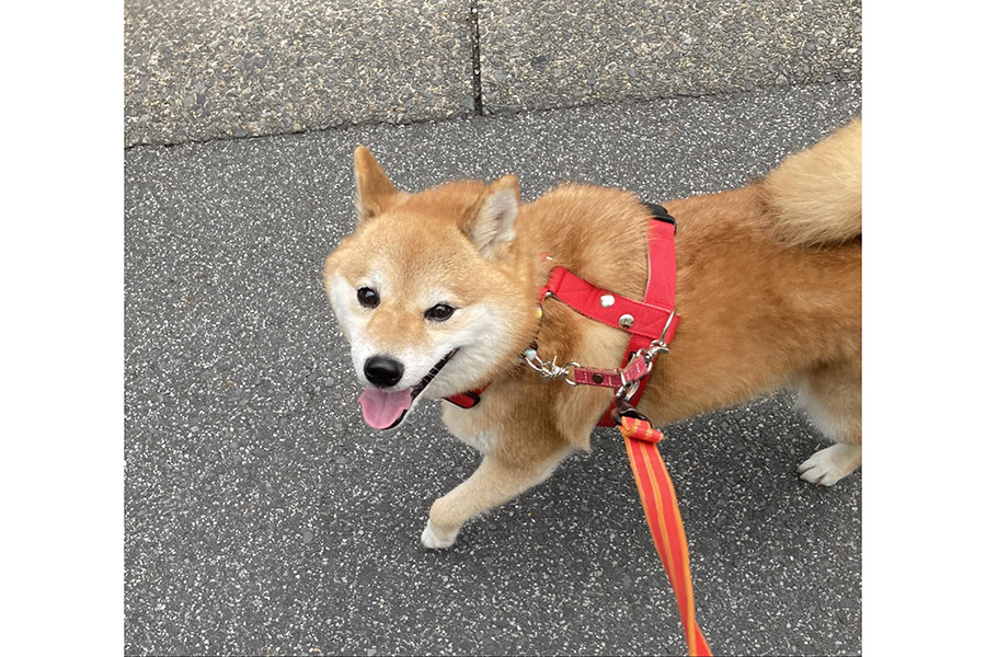 散歩中のナナちゃん　にっこり笑顔で楽しそう【写真提供：柴犬のナナ（@NANAtyobi_shiba）さん】