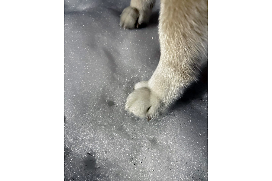 キラキラ輝く雪と柴犬の手【写真提供：赤柴いち（@ichimaru425）さん】