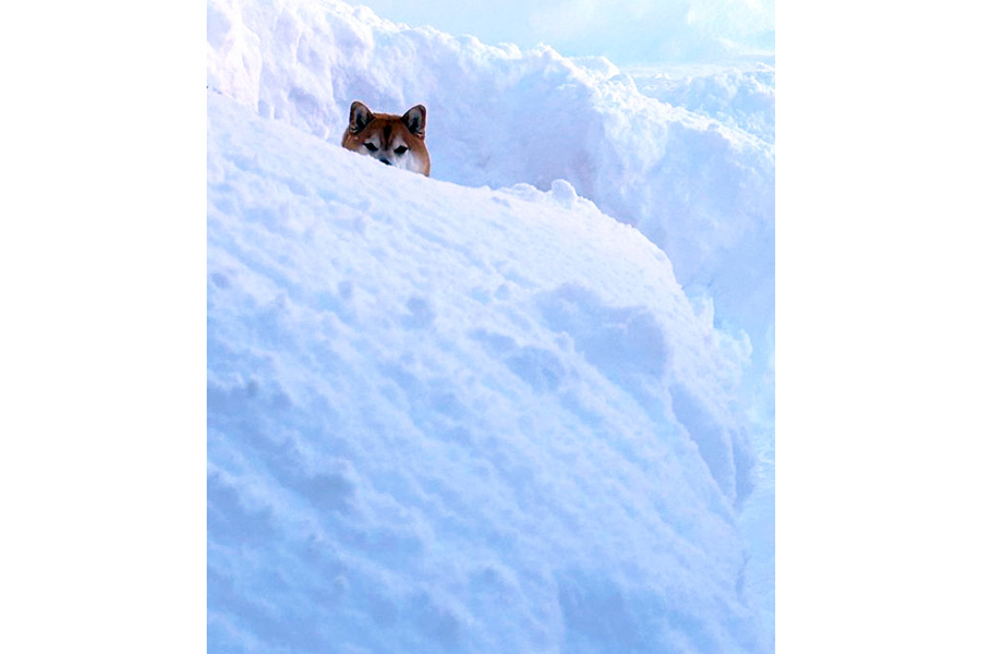 雪山からひょっこり顔を出すいちちゃん【写真提供：赤柴いち（@ichimaru425）さん】