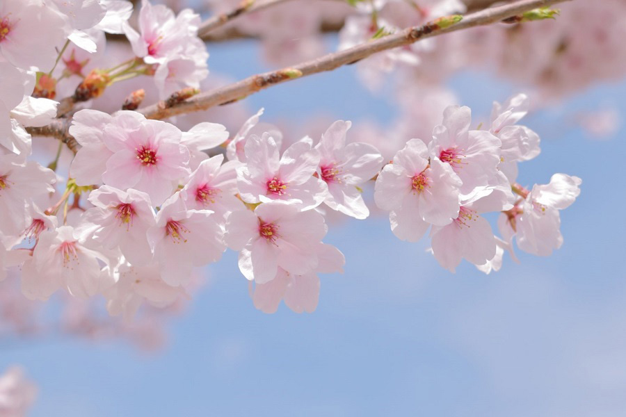 春を代表する桜。桃と見間違えることも（写真はイメージ）【写真：写真AC】