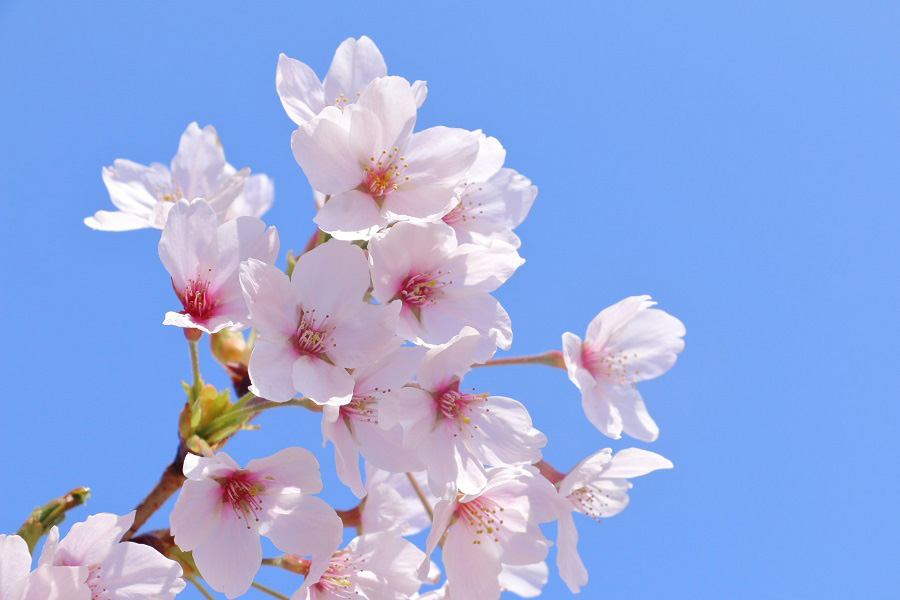 花びらの先端が割れた形をし、花柄が長い桜（写真はイメージ）【写真：写真AC】
