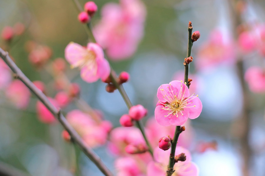 花びらが丸く、枝にくっついたように咲く梅（写真はイメージ）【写真：写真AC】