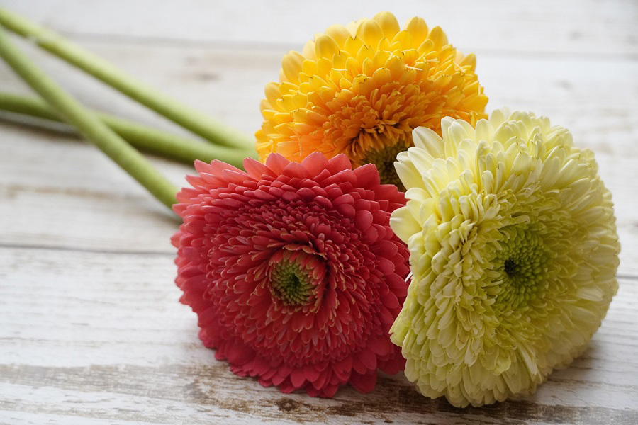 ガーベラの花言葉は「希望」や「前進」など（写真はイメージ）【写真：写真AC】