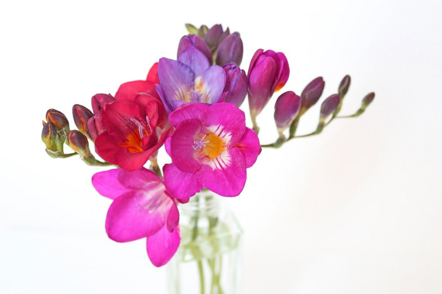 「感謝」や「友情」の花言葉を持つフリージア（写真はイメージ）【写真：写真AC】