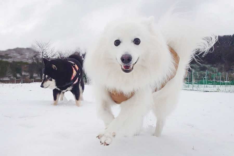 先住犬のひなたちゃん（左）と散歩を楽しむ楽くん【写真提供：くーさんママ（@kukuri_shibainu）さん】