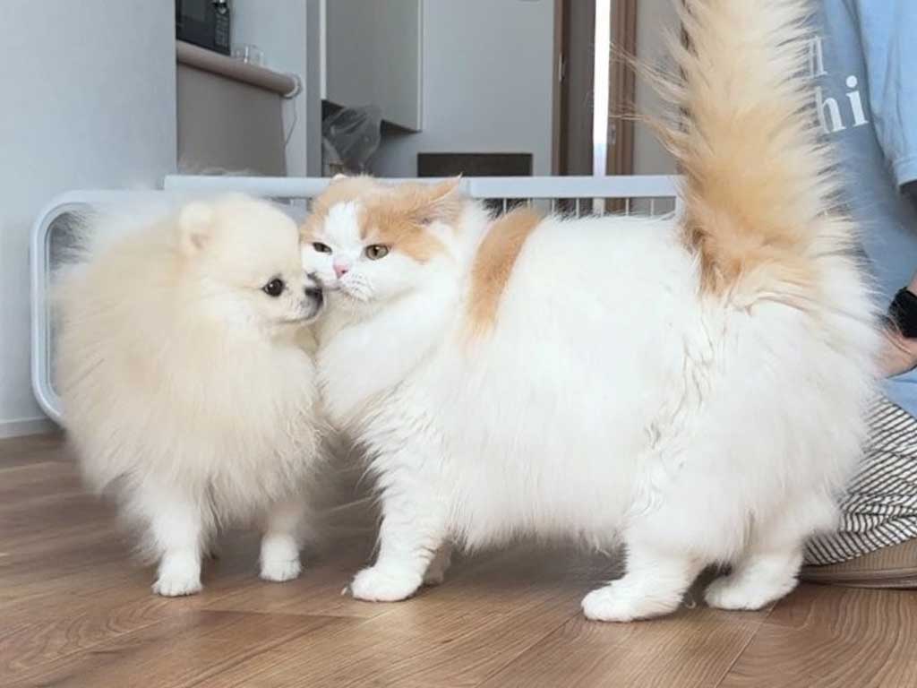 外見が似ていてかわいい猫と犬【写真提供：猫のレモンと犬のポテチ（@Lemon0517ch）さん】