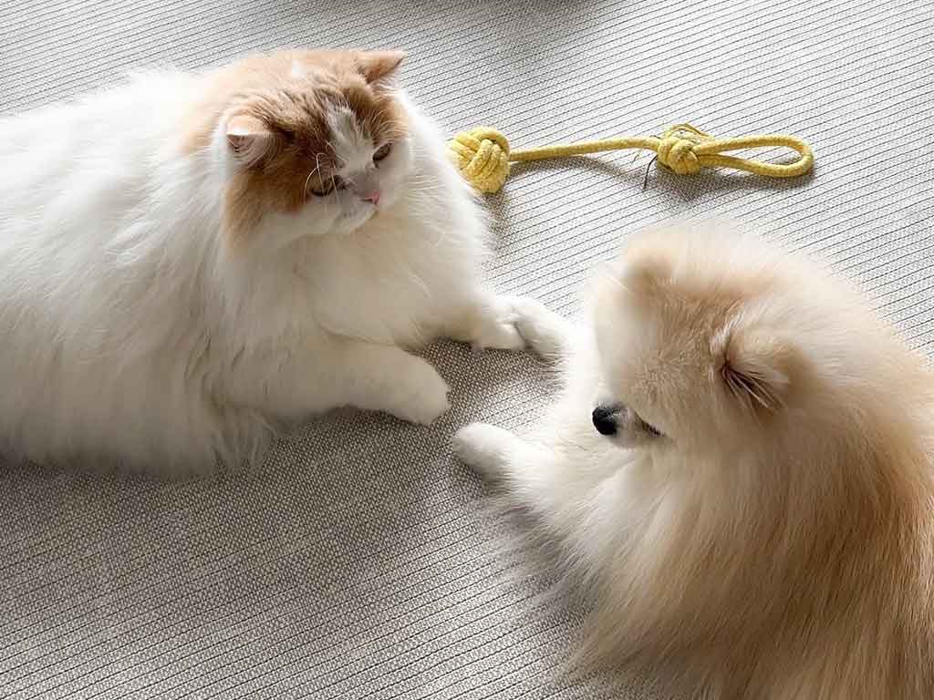 手に手を重ねている猫と犬の感動ショット【写真提供：猫のレモンと犬のポテチ（@Lemon0517ch）さん】