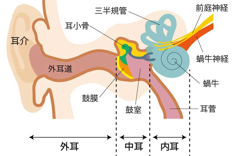 内耳には三半規管や蝸牛など、大切な器官がたくさんある【画像：イラストAC】