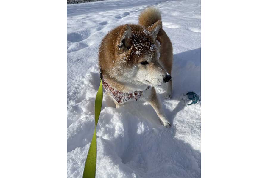雪が大好きなハルちゃん！　雪遊びを満喫中【写真提供：柴犬ハル（@shibaharu）さん】