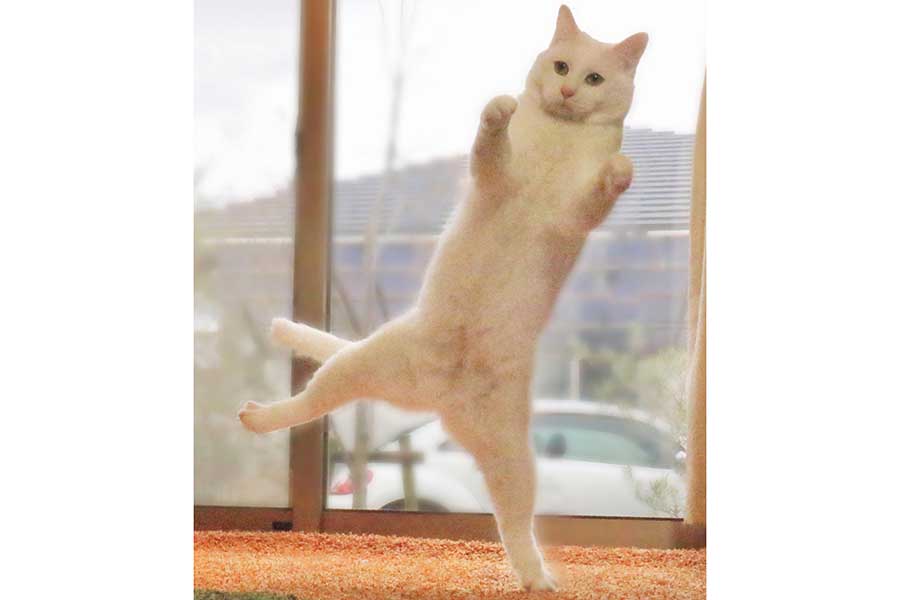 ダンスしているかのようなポーズがキュートなミルコくん【写真提供：無重力猫ミルコのお家（@ccchisa76）さん】