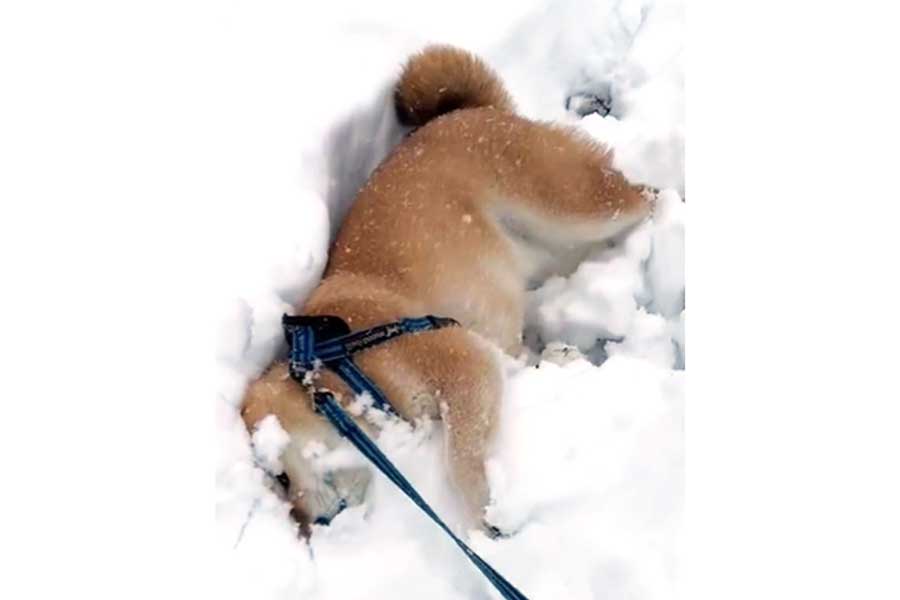 雪に埋もれながらまったりする柴犬（画像はスクリーンショット）