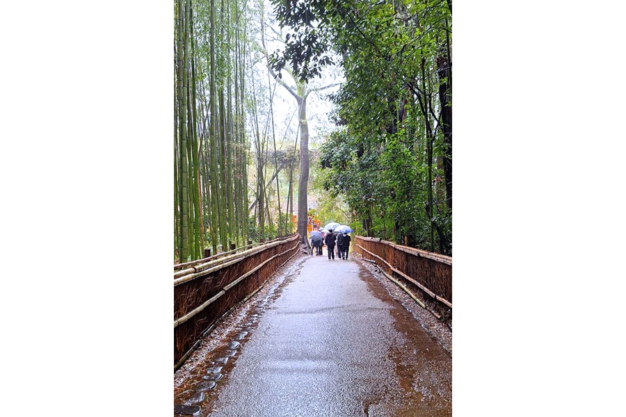 キャロラインさんが感動した嵐山の「竹林の小径」【写真提供：キャロライン】