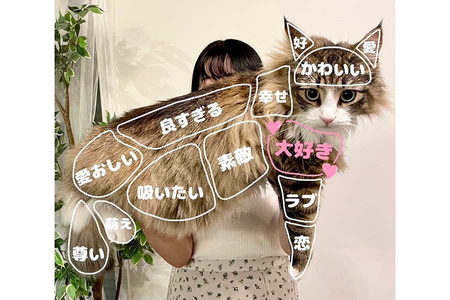 飼い主さんが思う「お触り一覧表」も！【写真提供：しろあん でっかい北欧猫（@shiroan_chan）さん】