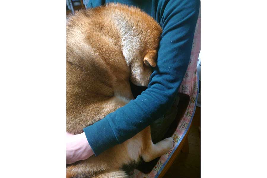飼い主さんに抱っこされて甘えるののちゃん【写真提供：柴犬ののの（@nonohime_shiba）さん】